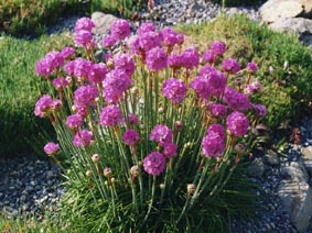 Armeria maritima